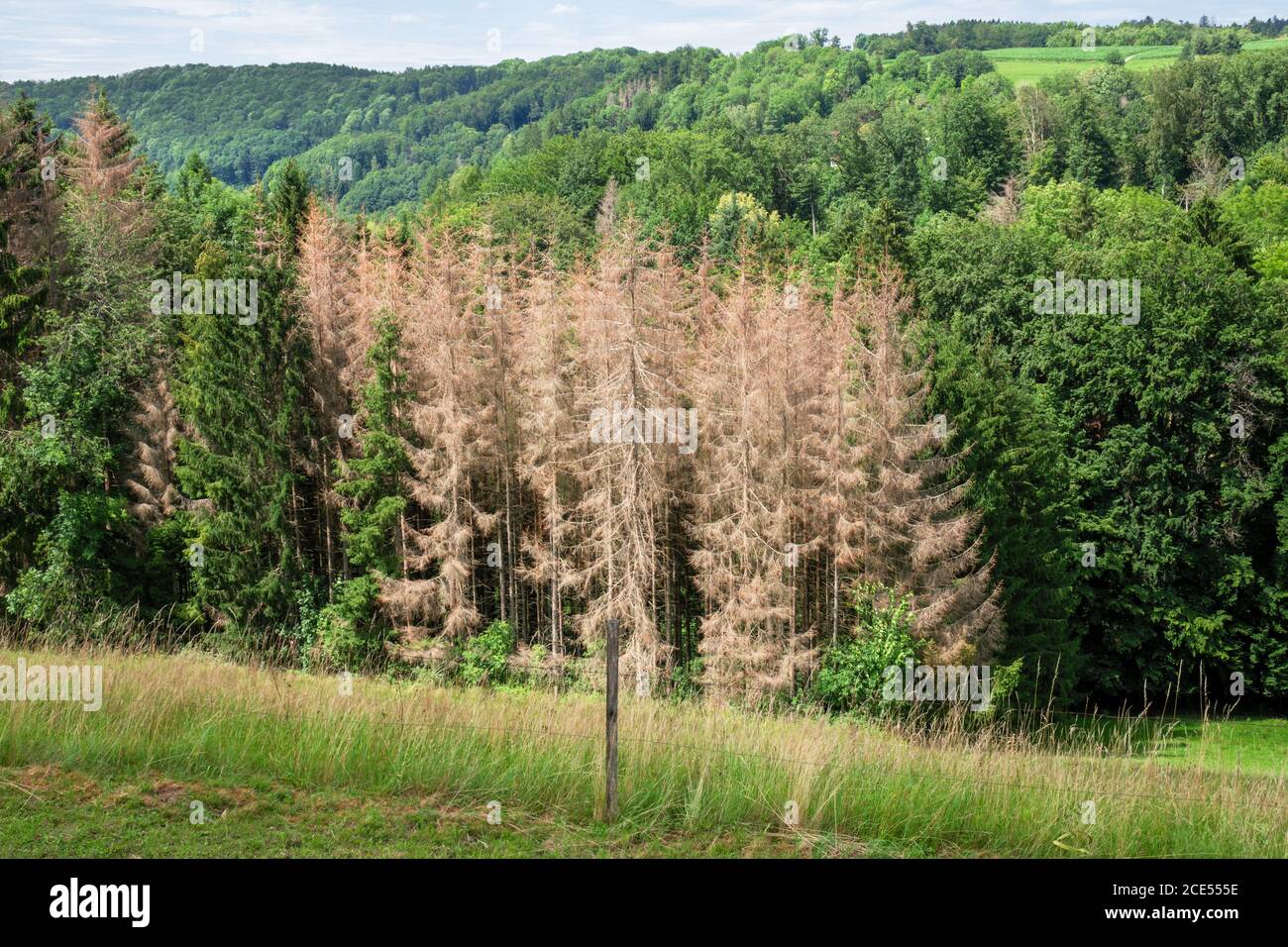 Walddieback in Süddeutschland Stockfoto