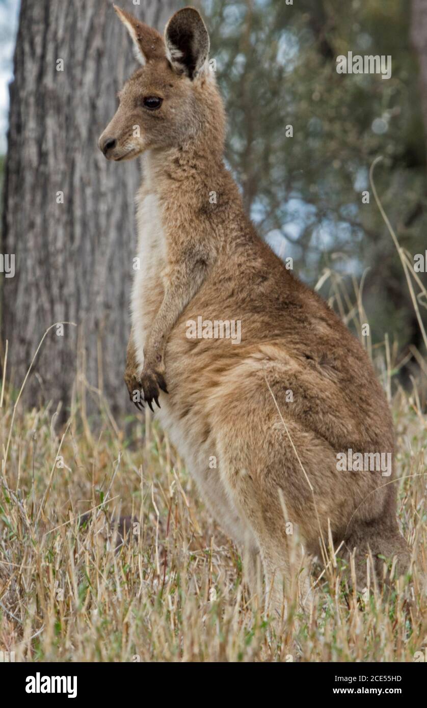 Schönes australisches Ostgrau-Känguru, großes joey, in der Wildnis, in nachdenklicher Stimmung, mit Hintergrund von hohen Gräsern und Bäumen Stockfoto