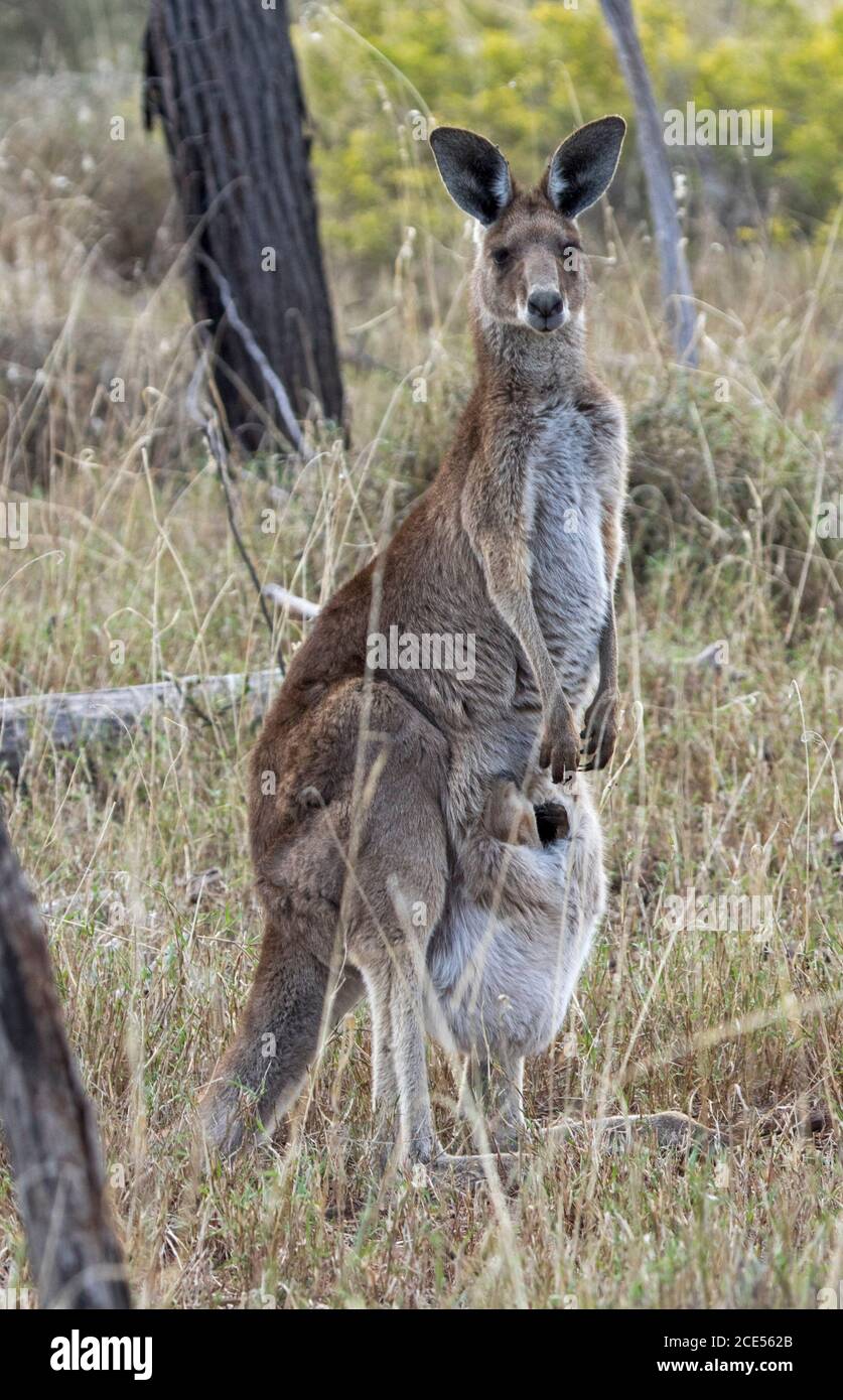 Wunderschöne weibliche australische Eastern Grey Känguru in freier Wildbahn, mit joey in ihrer ausgedehnten Tasche, wachsam und starrend in die Kamera, im Buschland in Australien Stockfoto