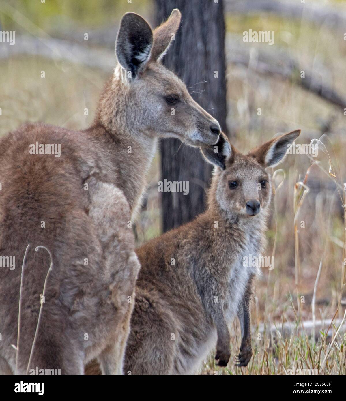 Weibchen Australian Eastern Grey Känguru mit großen jungen joey , in der freien Natur, mit Hintergrund von hohen Gräsern & Bäumen, Stockfoto