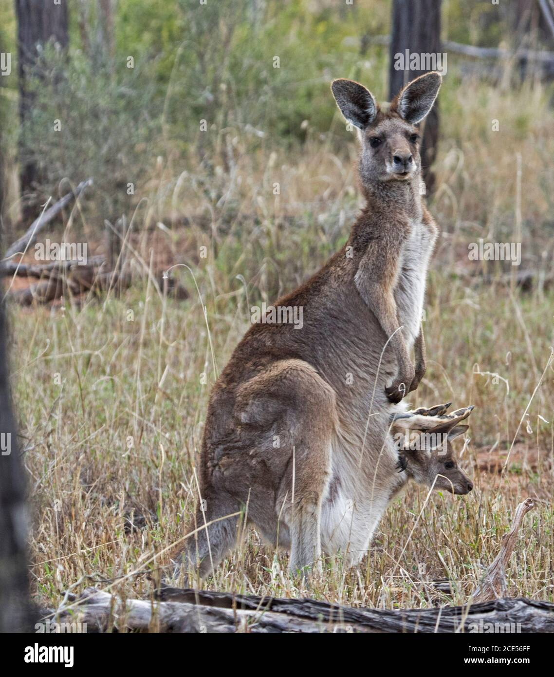 Wunderschöne weibliche australische Eastern Grey Känguru in freier Wildbahn mit joey, der aus ihrer Tasche guckend, wachsam und in die Kamera starrt, im Buschland in Australien Stockfoto