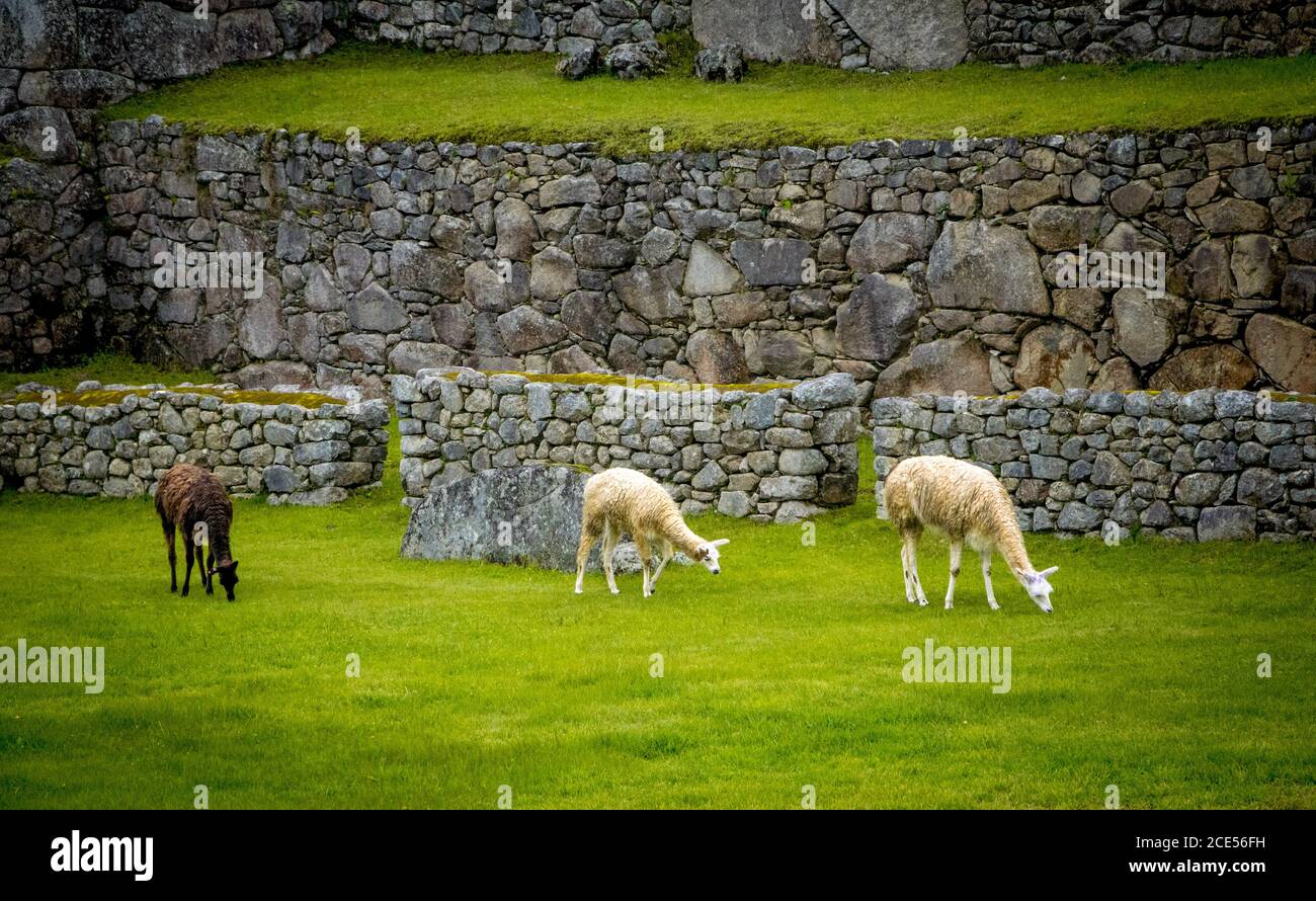 Drei Lamas auf den Ruinen von Machu Picchu, Peru Stockfoto