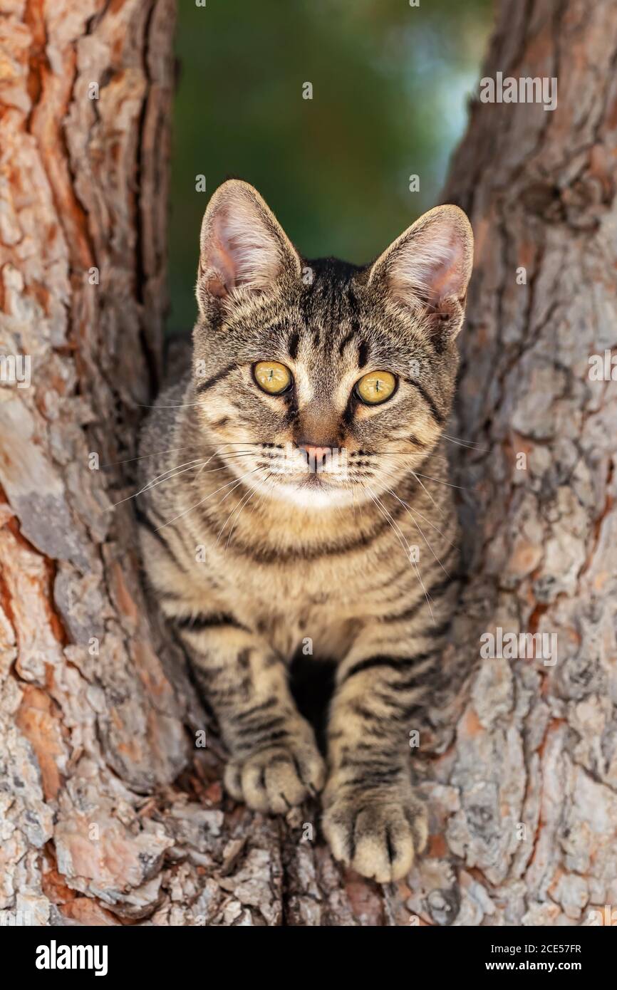 Porträt der Hauskatze auf dem Baum Stockfoto