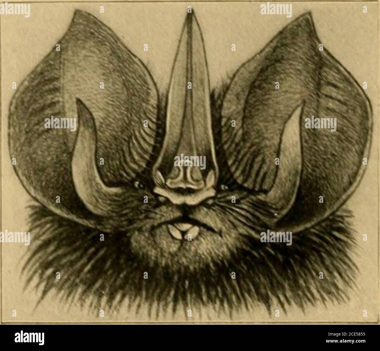 . Die Land- und Meeressäuger Mittelamerikas und Westindien. Abb. 133. Lonchorina aurita.ex Dobson, Kat. Cliiroptora. NAT.-Größe. 613. Aurita {Loiiihoniia). Tomes, Proz. Zool. SoC, 1863, S. 83.Tomes Loxg-eared bat. Geben Sie den Ort ein. Westindien; Insel unbekannt. Gcnl. Zeichen Lanze-förmiges Nasenblatt stark entwickelt; Ohren lang wie Kopf, breit, spitz; Tragus verjüngend, subakut, halb so lang. Abb. CVIII. Lonchorina aurita.ex Dobson, Kat. Chiroptera. Als Ohr, mit einem stumpfen Winkel in der Nähe der Basis mit einer Kerbe darüber; Flügelmembran als Calcis befestigt: Füße groß, Krallen lang, gehakt; mittlere obere inci Stockfoto