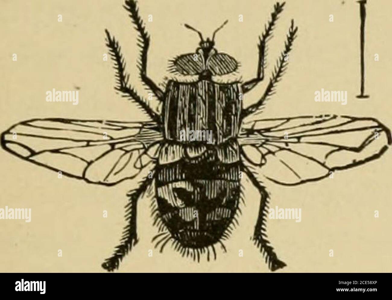 . Insektenschädlinge von Bauernhof, Garten und Obstgarten . Abb. 75. – Anthomyia-Eiparasit, a, Fliege; b, puparium; c, Larve; d, Kopf der Larve. (Nach Riley.) innerhalb ihrer gegossenen Häute, und aus den Puppen die erwachsenen Fliege erscheinen zu gegebener Zeit. Die Maden eines der Bienenfliegen (Systoechus oreas) feedupon Heuschreckeneier, aber ihre Lebensgeschichte ist nicht vollständig bekannt. INSEKTEN, DIE GETREIDE, GRÄSER, FUTTER 107 die coninion Fleisch-Fliege (Sarcophaga carnaria Linn.), Feige. 77, ist auch sehr destruktiv, wenn auch irgely ein Fresser.. Stockfoto