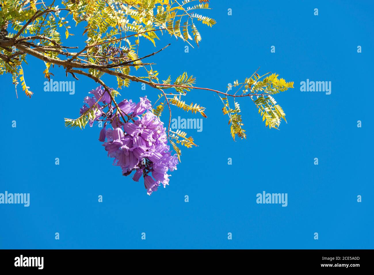 Jacaranda Baum der Bignoniaceae Familie in Blüte mit seinen lila Blüten, Konzept des Frühlings und Blumensaison mit Kopierraum. Stockfoto