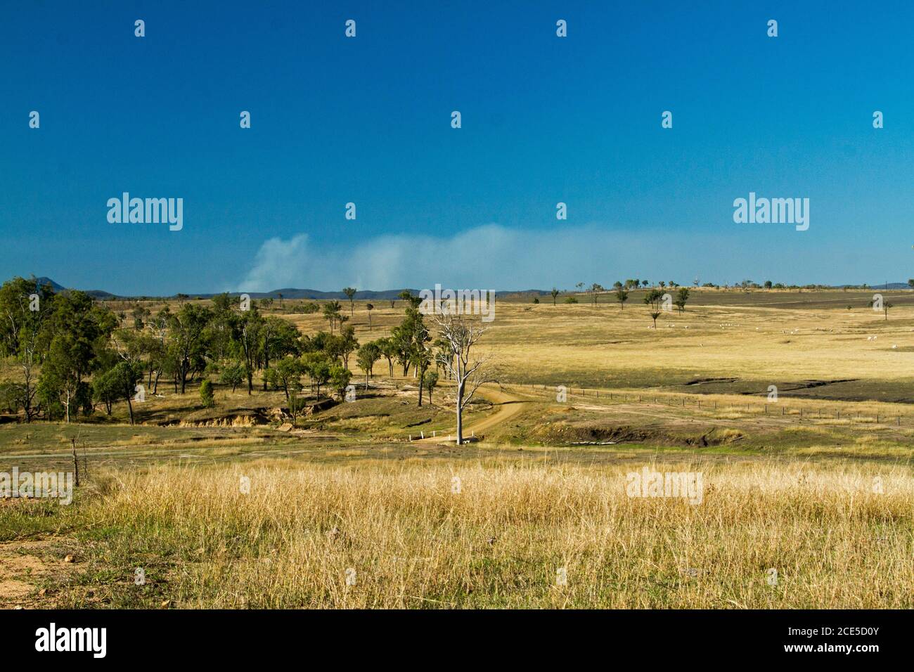 Landschaft von goldenem Grasland auf sanften Hügeln fast gerodet Bäume und mit erodierten Rinne im Vordergrund unter blauem Himmel In Australien Stockfoto