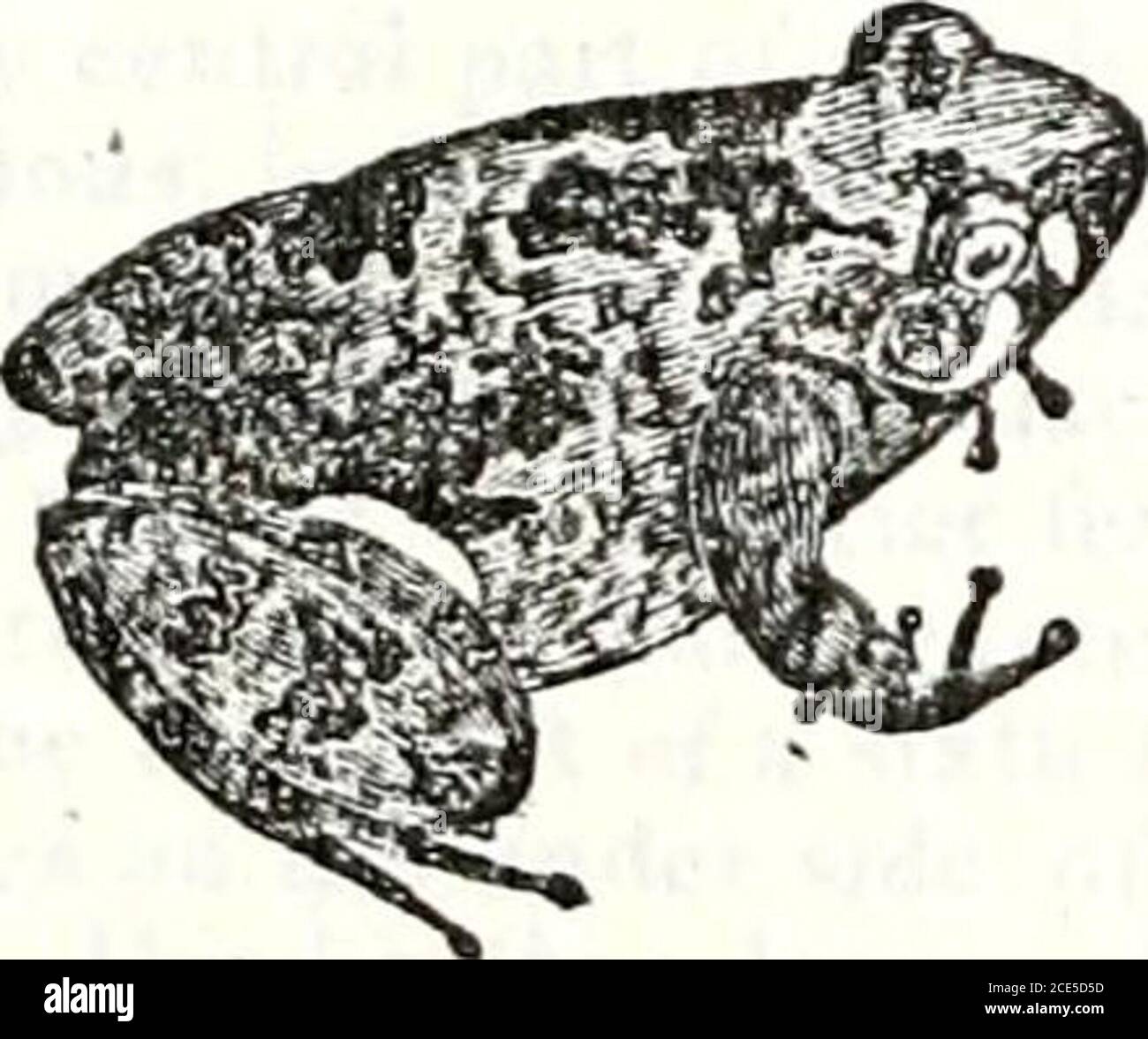 . Geschichte von Vermont, natürliche, zivile und statistische, in drei Teilen, mit einer neuen Karte des Staates, und 200 Gravuren. Ft tuber-cles; eine beträchtliche Höhle zwischen Theorbits; eine dunkle Markierung auf jeder Seite des Kopfes umarmt das Tympanon. To-Tal Länge des Kopfes und Körper ca. 1 Zoll. Geschichte. – Ich habe zwei feine Exemplare dieses schönen kleinen Tieres, beide habe ich in Burlington gelockt. Der erste misst nur 1 Zoll von der Schnauze bis zum hinteren Teil des Körpers. Ich capturedit in einem trockenen Kiefernhain, Oktober G, 1840. Obwohl das Wetter kühl war, war es veryactive, und es war mit Schwierigkeit das Stockfoto