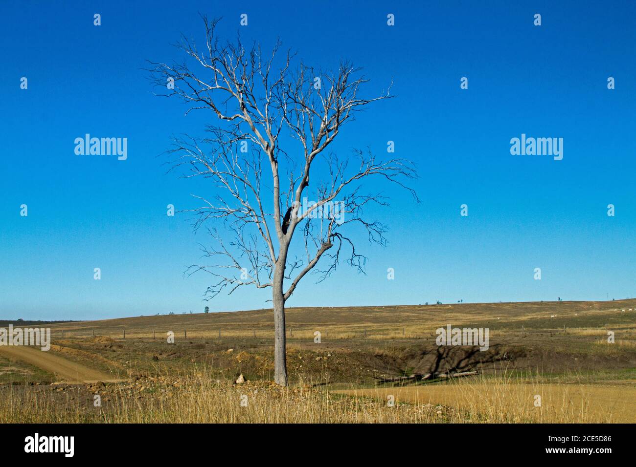 Karge und karge ländliche Landschaft mit niedrigen Hügeln, die von allen Bäumen beraubt sind, mit nur einem einzigen toten Baum, der in den blauen Himmel in Australien aufsteigt Stockfoto
