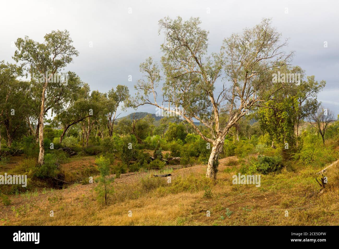 Ländliche Landschaft mit Eukalyptuswäldern und goldenen Gräsern unter Sturm Himmel im Zentrum von Queensland, Australien Stockfoto
