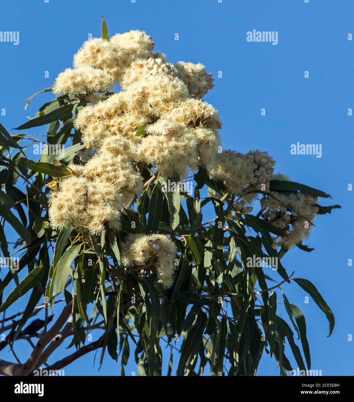 Große Gruppe von schönen cremig weißen Blüten und Laub von Eukalyptus / Gummibaum, einheimische Arten, gegen blauen Himmel im Outback Australien Stockfoto