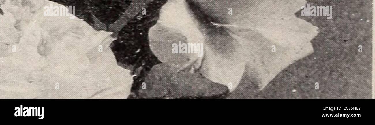 . Armstrong Krankenpflegehalle . Lamarque Keystone. Perfekt winterhart, sehr freebloomer und äußerst kräftig; Blüten sind perfekt doppelt und eine tiefe Zitronenfarbe; sehr duftend: Einer der schnellsten Züchter der Kletterer. Lamarque, Farbe weiß; schöne Knospen, große, volle Blüten, sehr doppelt und süß; sehr beliebt. Marechal INiel. Die Knospen und Blüten dieser Rose sind hervorragend; extragroß, doppelt und exquisit parfümiert; die Farbe ist ein tiefgoldenes Gelb; blüht sehr frei; durch die Süd- und Westküste erreicht sie einen Grad von Perfektion, der selten in irgendeiner Rose zu sehen ist; an ihrer eigenen Wurzel ist sie ein schwacher Züchter Stockfoto