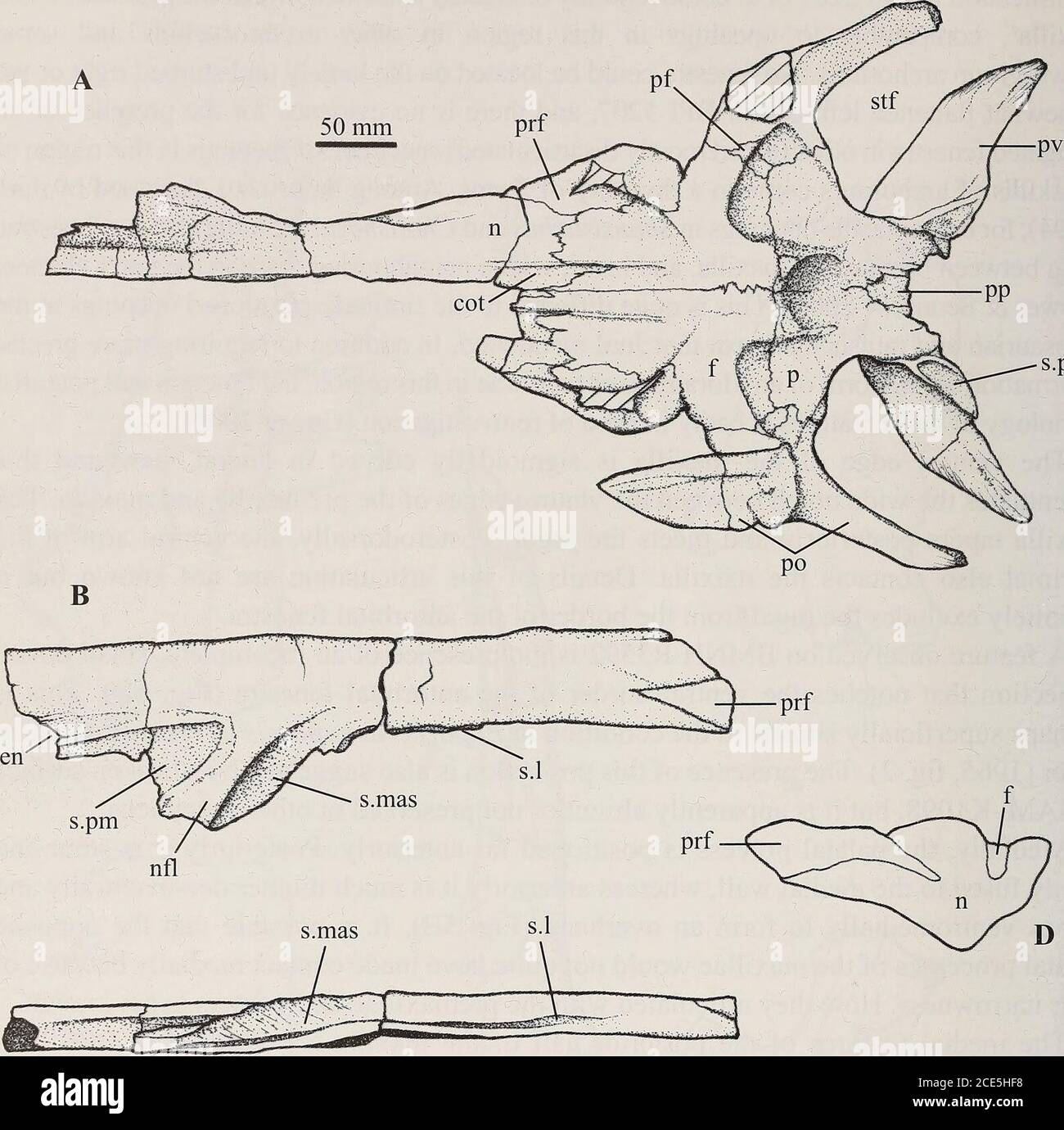 . Annals of the South African Museum = Annale van die Suid-Afrikaanse Museum . Zwischen ihnen erhält der Mittelflansch des geteilten anteroventralen Arms der jugal toform eine eng ineinander greifende Artikulation. Zwischen den lateralen und medialen Teilen des Oberkiefers von BPI 4680 und 2529 liegt eine kleine posterodoral offene Grube (Abb. 6a), während die Darstellung in BPI 4540 und BMNH R3592 weniger klar ist. BPI 4540 scheint eine kleine Grube zu haben, was vielleicht der in BPI 2529 und 4680 entspricht, aber, eine kurze Entfernung davor, ist eine viel größere Grube. Dies scheint mit einem ähnlichen p gleichzusetzen Stockfoto