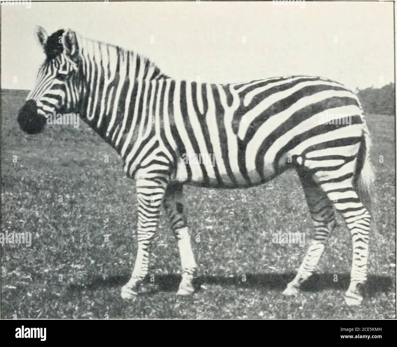 . Das Pferd und seine Verwandten. Das oberste Paar von langen schrägen Streifen, die die Viertel durchqueren. In bestimmten Bontequaggas vom Gwasengischuplateau von britischem Ostafrika, ist der Vorderstock gänzlich wankend, und die Mähne, außer einem kleinen Büschel vor dem Widerrist, wird auf den gleichen Zustand wie in einem Schwein-Mähne Polopony reduziert, dadurch ein eigenartiges Aussehen darstellend, Ganz verschieden von dem eines gewöhnlichen bontequagga oder Zebra.die Rückseite der Ohren sind fast ganz weiß.EINE ähnliche Besonderheit ist in einem bontequaggaskin vom See Mweru Bezirk im BritishMuseum und, Accord beobachtbar Stockfoto