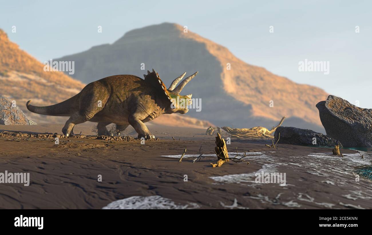 Triceratops horridus, Dinosaurier am Strand Stockfoto