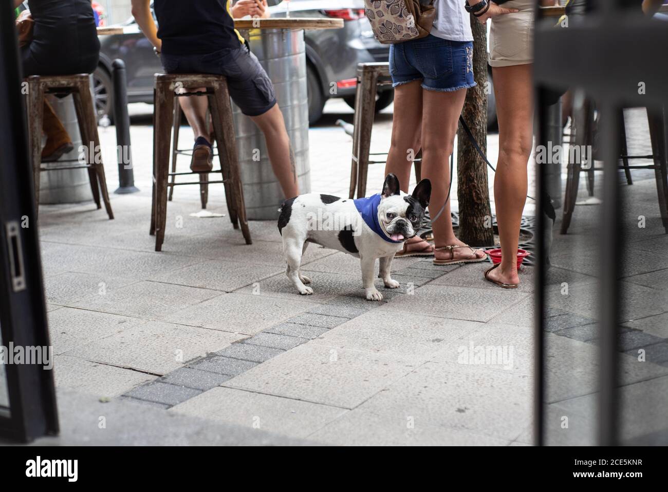 Schwarze und weiße französische Bulldogge vor einer Bar neben dem Besitzer und Freunden in Santander, Kantabrien, Spanien während des Santander Festes. Juli 2019 Stockfoto