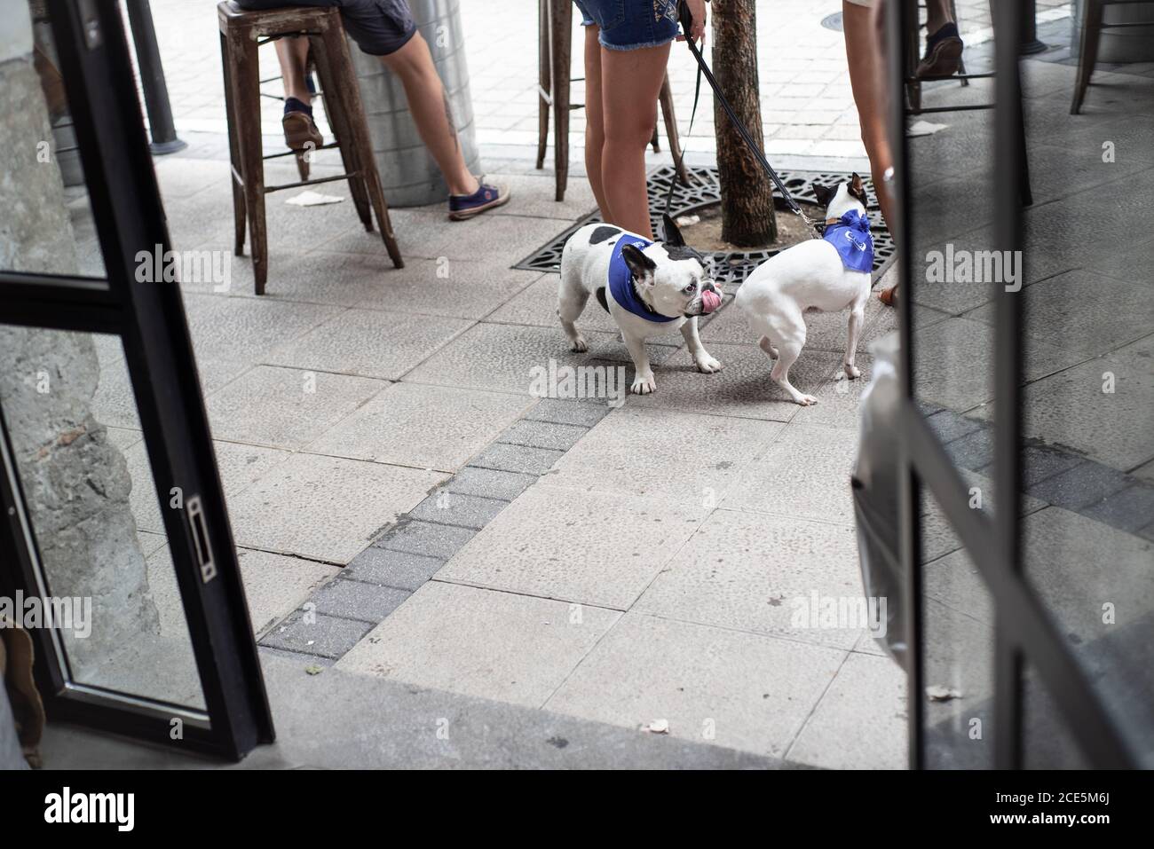 Schwarze und weiße französische Bulldogge vor einer Bar neben dem Besitzer und Freunden in Santander, Kantabrien, Spanien während des Santander Festes. Juli 2019 Stockfoto