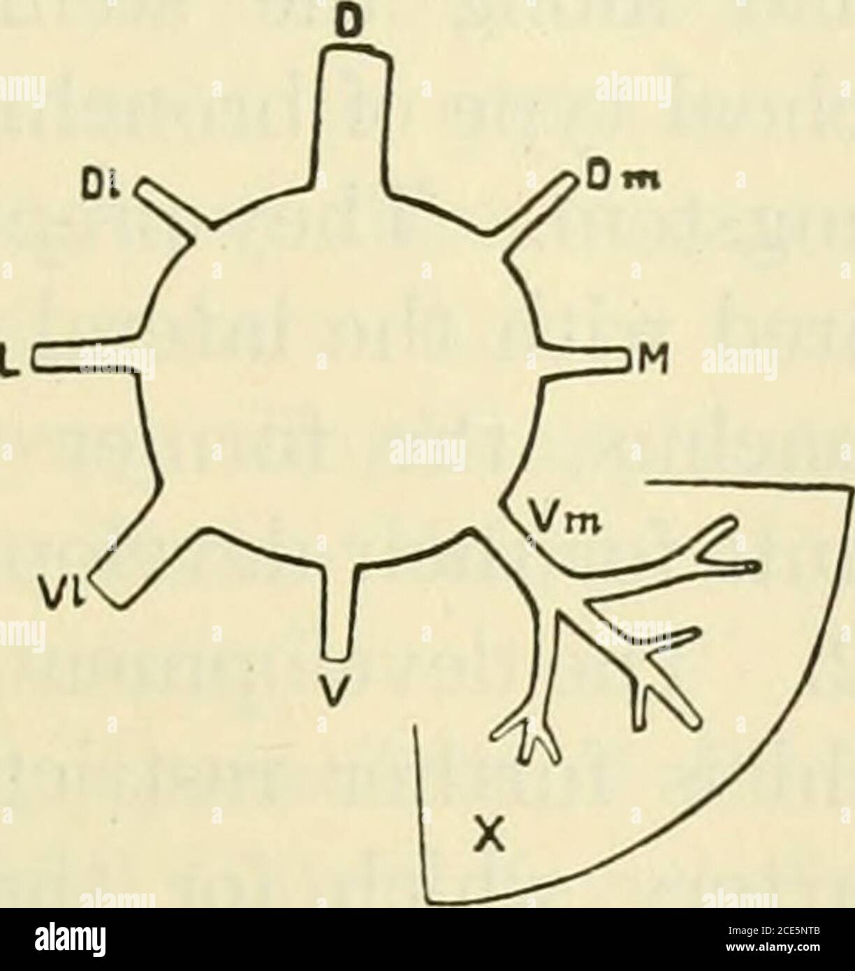 . Das amerikanische Journal of Anatomy . rimary Derivate des Stielbronchus und seine Ergebnisse in den resultierenden peripheren Bereichen der Verteilung. Longitudinale Reihe. Erstere sind größer und dehnen sich weiter zur Peripherie aus, letztere sind kleiner und weniger dehnbar entwickelt. Sie bilden die ventralen und dorsalen Primärzweige des Stimbronchus und bilden damit die Grundlage des Bronchialbaums. Der Stemmbronchus erhält somit eine DORSOPULMONALE EVOLUTION IN DER MAMMALIA 165 medialen exzentrischen Position in Bezug auf die Achse des entireorgans. ^1 3. Sie unterscheiden sich in der Anzahl und in der deta Stockfoto