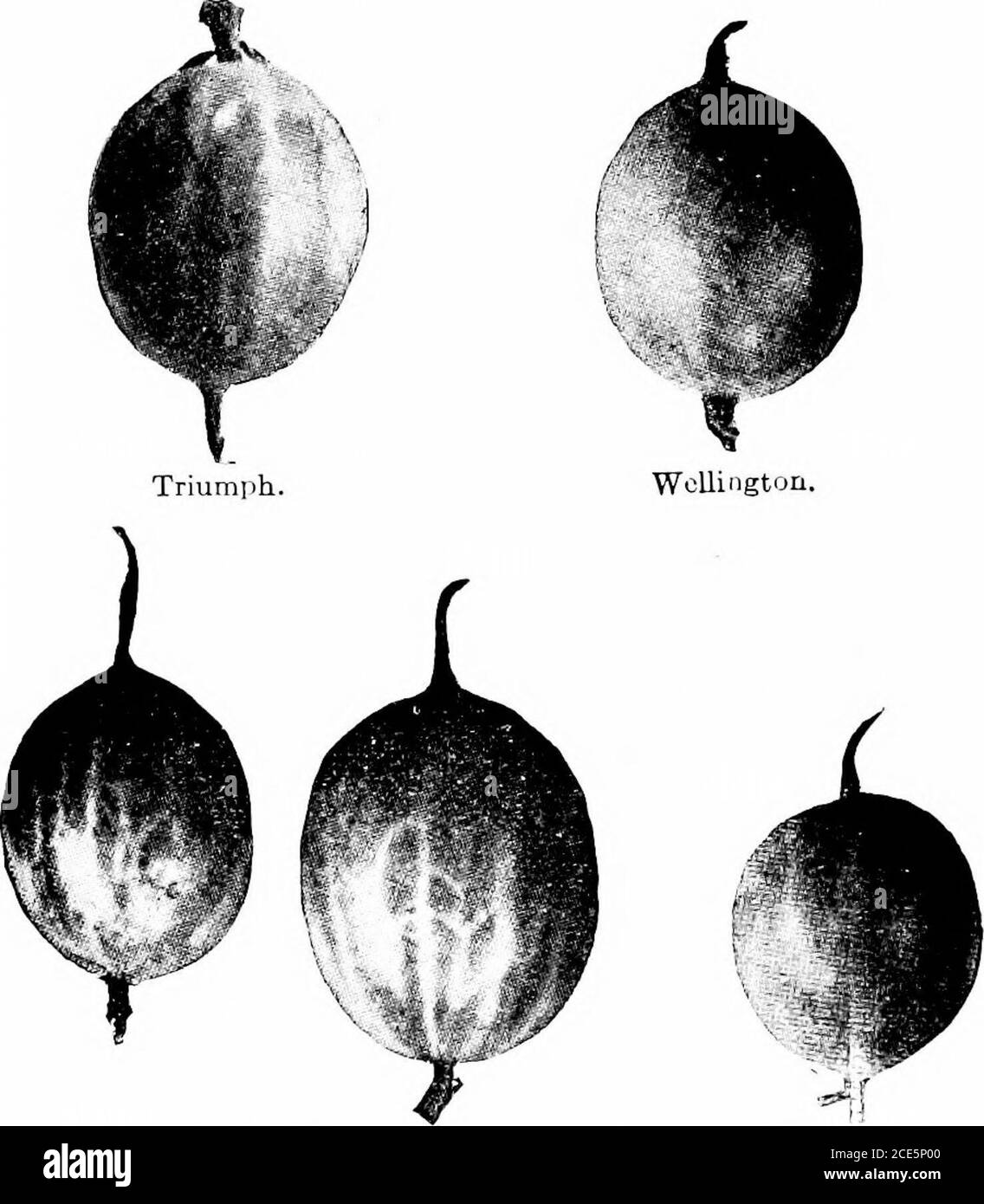 . Amerikanische Gartenbauanleitung .. . Hices wurden östlich von Zinnseen und Südosten getestet. England. Thumper.-[Mittel bis groß, (iblong, glatt; Farbe hellgrün.Flesli süß, gut. Sehr produktiv und relativ frei von Mehltau.England. Triumph. – Larsje, oljlong, oder rundlich; Farbe blassgelb, glatt.Fleisch süß; Qualität Sehr gut. Einer der iiujst extensiv .grownfor Markt, da er relativ frei von Mehltau ist. Europäischer Abstammung. Warrington (Rot. Wdrriririijton).-.Mittel bis groß, länglich; farblichrot; etwas behaart; Qualität Ijist. vi,gouröse Varietät inMichigan und New York. England. Wel Stockfoto