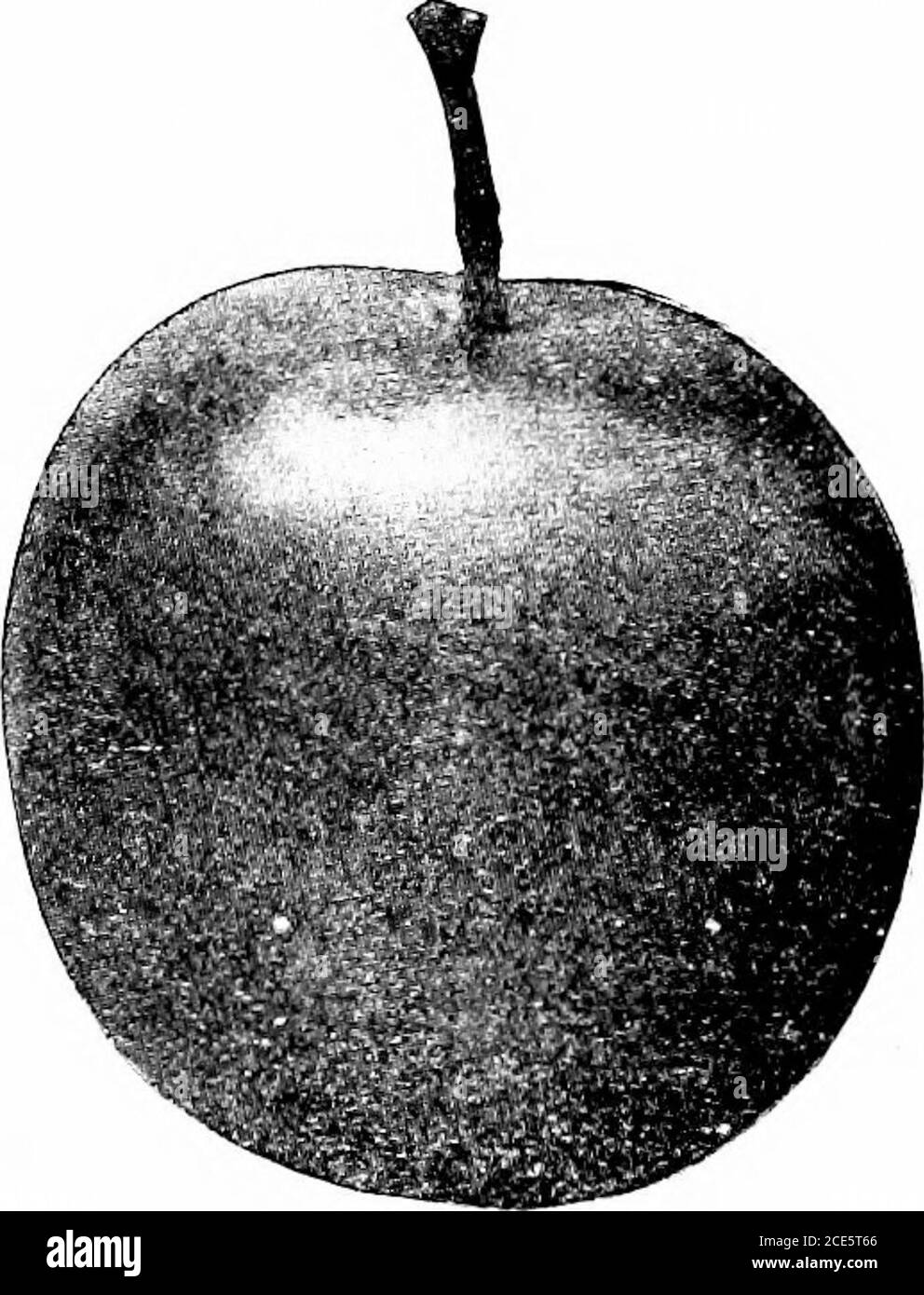 . Amerikanische Gartenbauanleitung .. . und reich an Geschmack.Saison, letzten September. Wertvoll in den ariden Staaten. Baum Haszwerg Gewohnheit des Wachstums, mit niedrigen Verbreitung oben. Americana, von Mollistype. Waugh. - Mittel bis groß, rundlich oval; Farbe dunkel rotviolett. Fleisch fest, fleischig, gelb, und fast aus der Grube; Qualität gut zu Sehr gut. Erstellt von J. W. Kerr aus der Grube von Chabot wurde von Wayland jiollcn getilirt. Notyet getestet nördlich von Maryland.Maryland. Wayland. – groß, rundlich ob-lang; Farbe leuchtend rosa, und rot mit weißen Punkten und dünne weiße Blüte. Fleisch gelb, fest, fleischig, gut. Ein südliche VA Stockfoto
