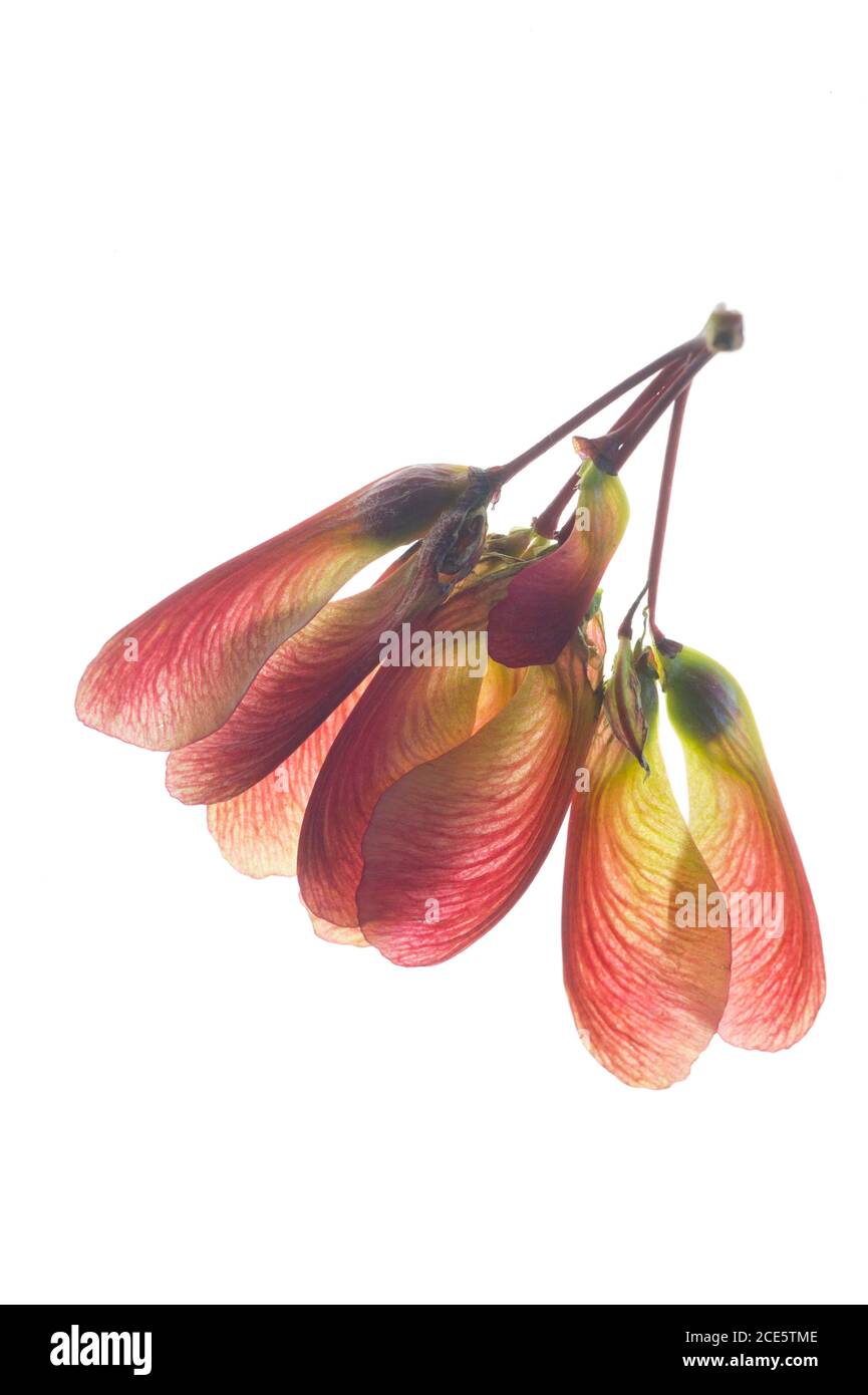 „Herbstbrand“ (Kreuz zwischen einem roten Ahorn und einem silbernen Ahorn) Samen (samaras) im späten Frühling (Acer x freemanii) Stockfoto