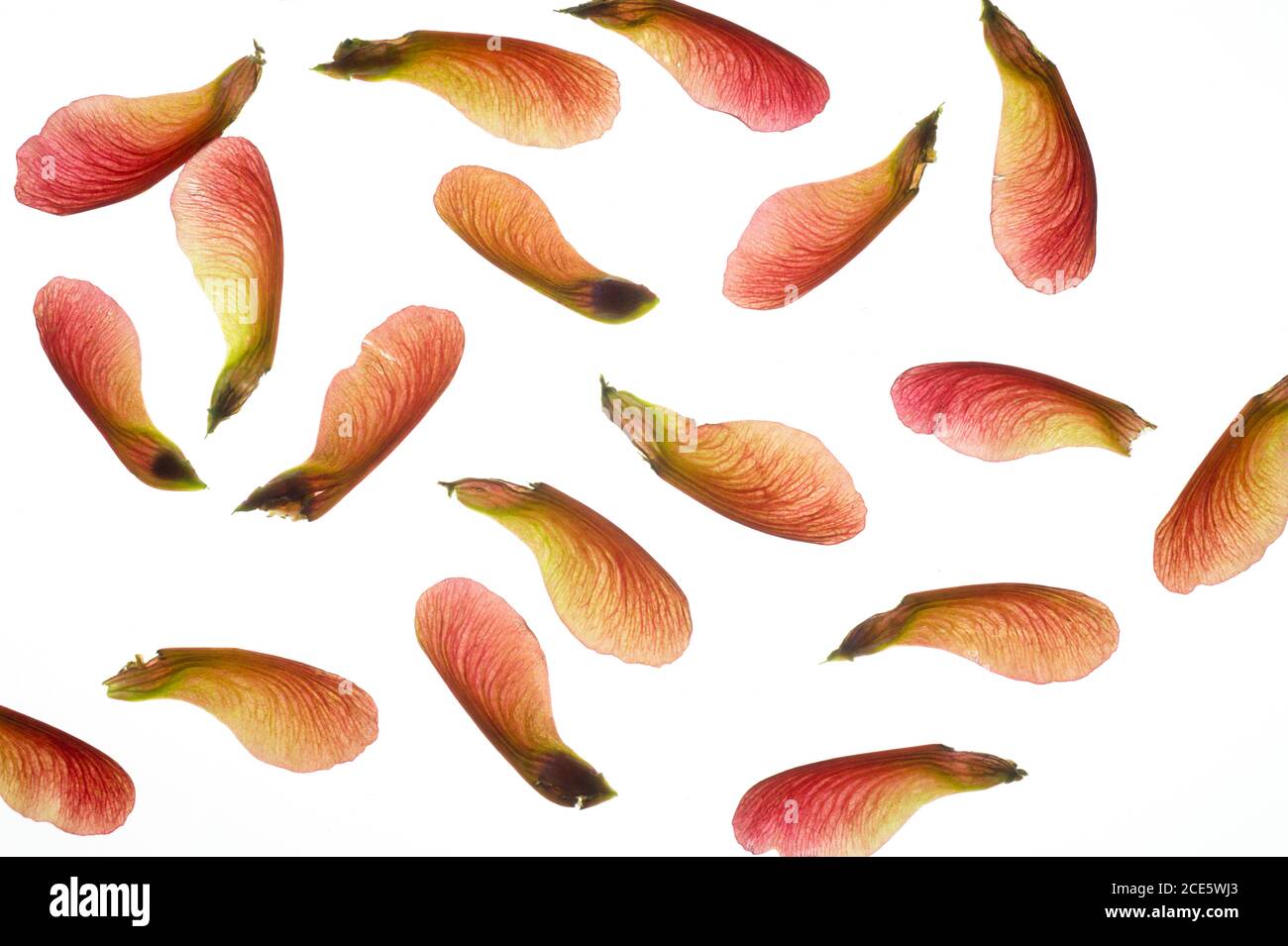 „Herbstbrand“ (Kreuz zwischen einem roten Ahorn und einem silbernen Ahorn) Samen (samaras) im späten Frühling (Acer x freemanii) Stockfoto