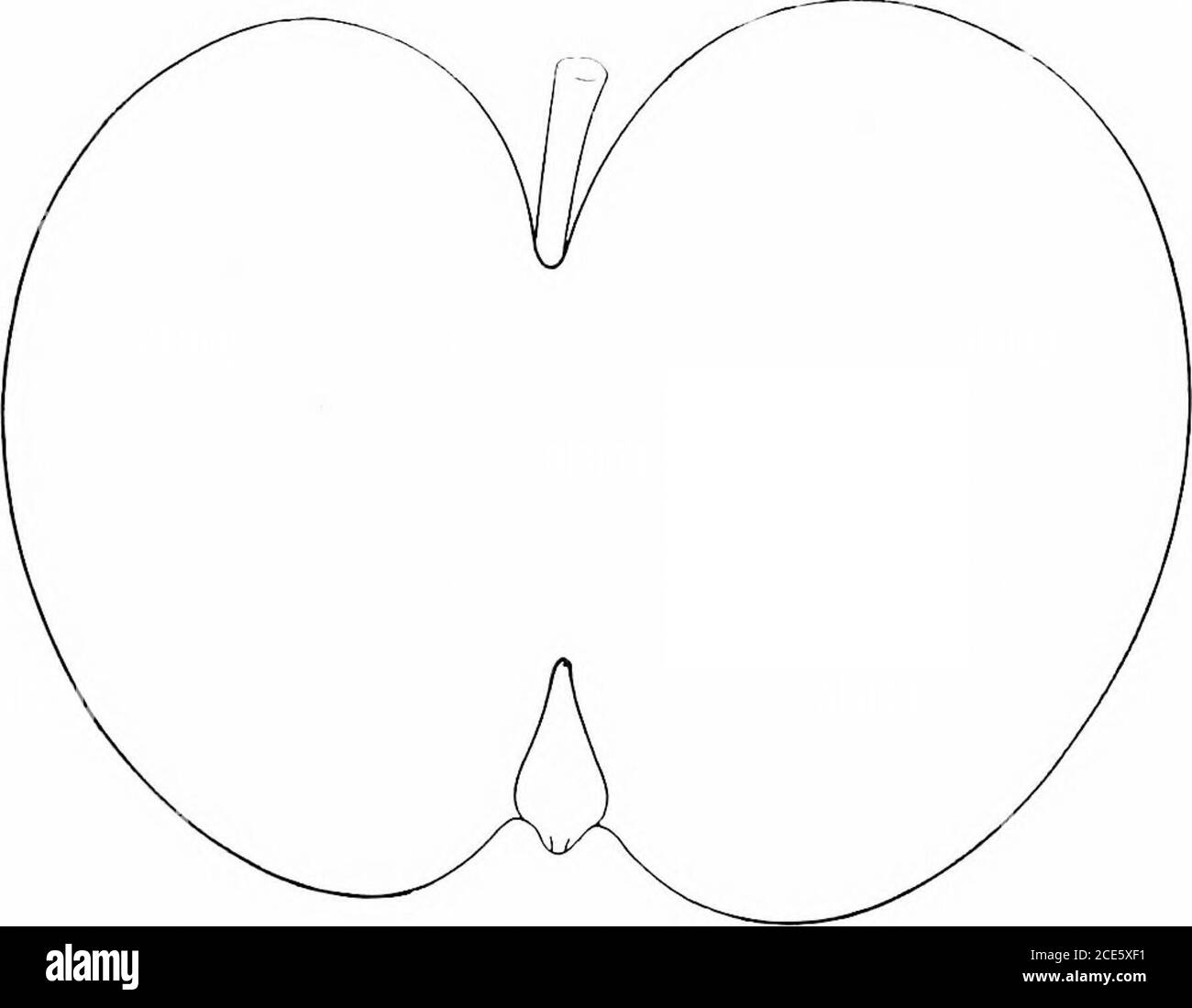 . Amerikanische Gartenbauanleitung .. . t, gewellt, gewellt; Kelch geschlossen, torc offen, treffen; Rohr klein, schmal, konisch; Staubgefäße marginal;Samen um vierzehn, kurz, ]ilumii, dunkelbraun; lesh weiß, gefärbt mit rot (eine markante Eigenschaft), saftig, milde Sulisäure, mit Süßgeschmack, gut. Fallen. White Pippin. – unbekannter Herkunft, ]iopular :es der Westen und Südwesten. C)t die Newtown Pi-Pin-Klasse und unterscheidet sich von der Canada-Lieinette. Tric kräftig, U]iright, produktiv. Fiuit Hirge, variabel in fo: Roimdish oblate, eckig, slightlyol)li, manchmal roiuidi&gt;h oMiing, abgeflacht an den Enden Stockfoto