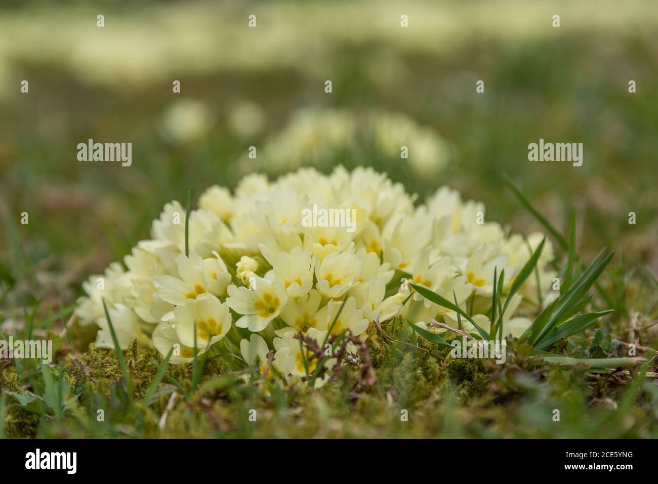 Gelbe Primeln blühen im Frühling - der Schlüssel zum Himmel Stockfoto