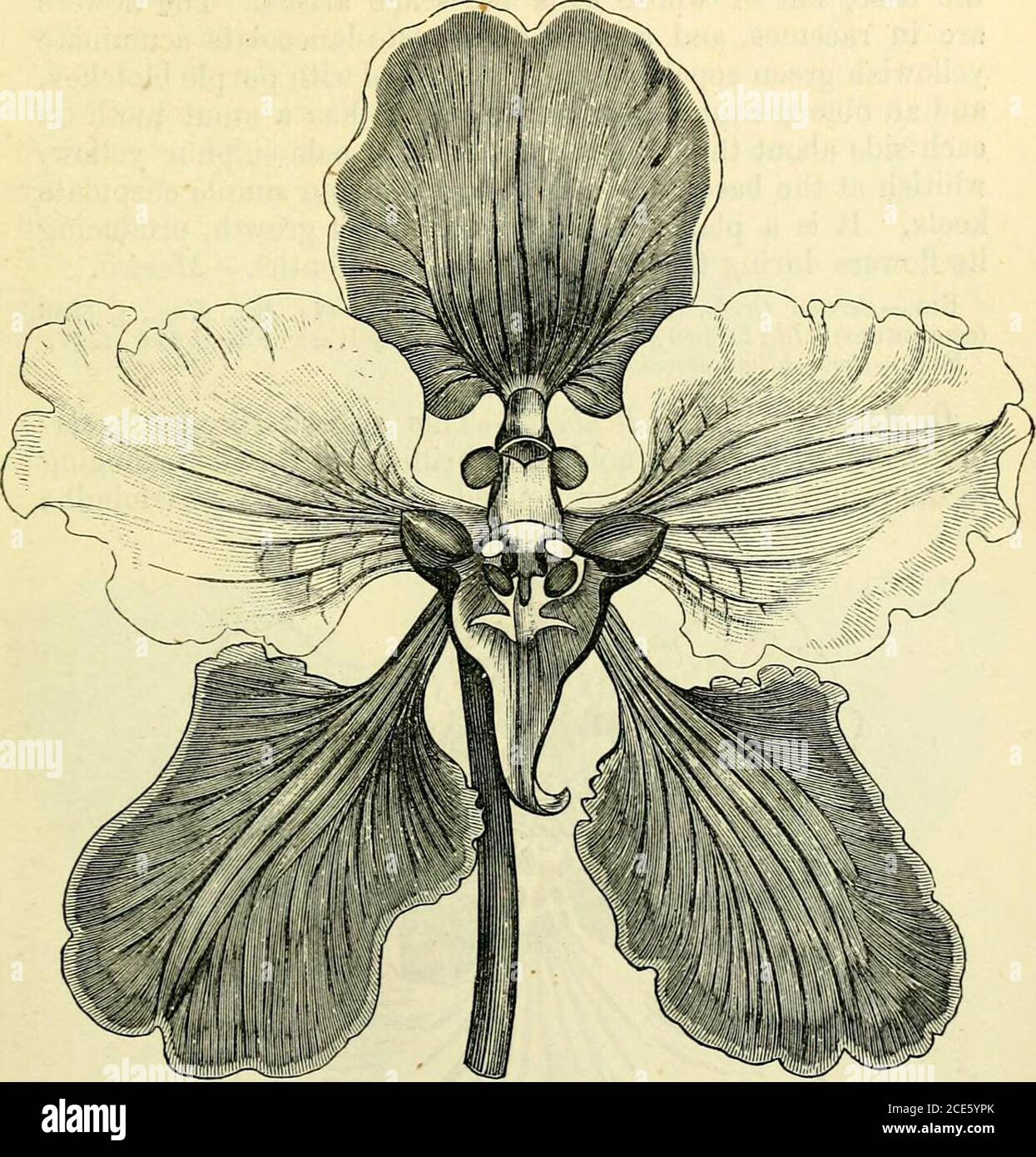 . Das Handbuch des Orchideenanbauers: Enthaltend Beschreibungen der besten Arten und der Sorten der orchidaceous Betriebe. Monate und setzt in der Pro-fection eine lange Zeit fort. Diese wird am besten in einem Topf mit Torf angebaut. - Jamaika. Fia. – Bot. Reg., 1839, t. 16. SYN. – Oncidiumcuneatum; O.Borjdii; Epidendruvi guttatum; Cymbidiumguttatum. 0. Macrantlium, Lindley. – Dieses prächtige Oncidium ist ein angenehmer Erwerb der Gattung, da es eine der bisher eingeführten Handsomen-Arten ist. Es ist von freiem Wachstum, mit großen ovoidpseudobulbs, lanceolate loriform akuminate dunkelgrüne Blätter, und scapes einige Füße lang, zuckend, branchin Stockfoto