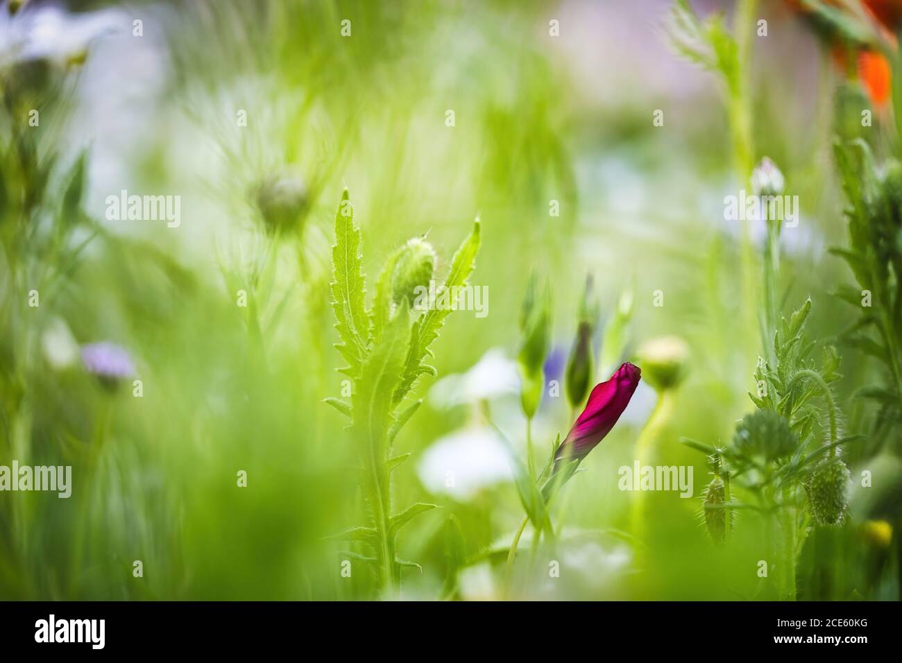 Eine rote Wildblume, die kurz vor der Blüte steht Stockfoto