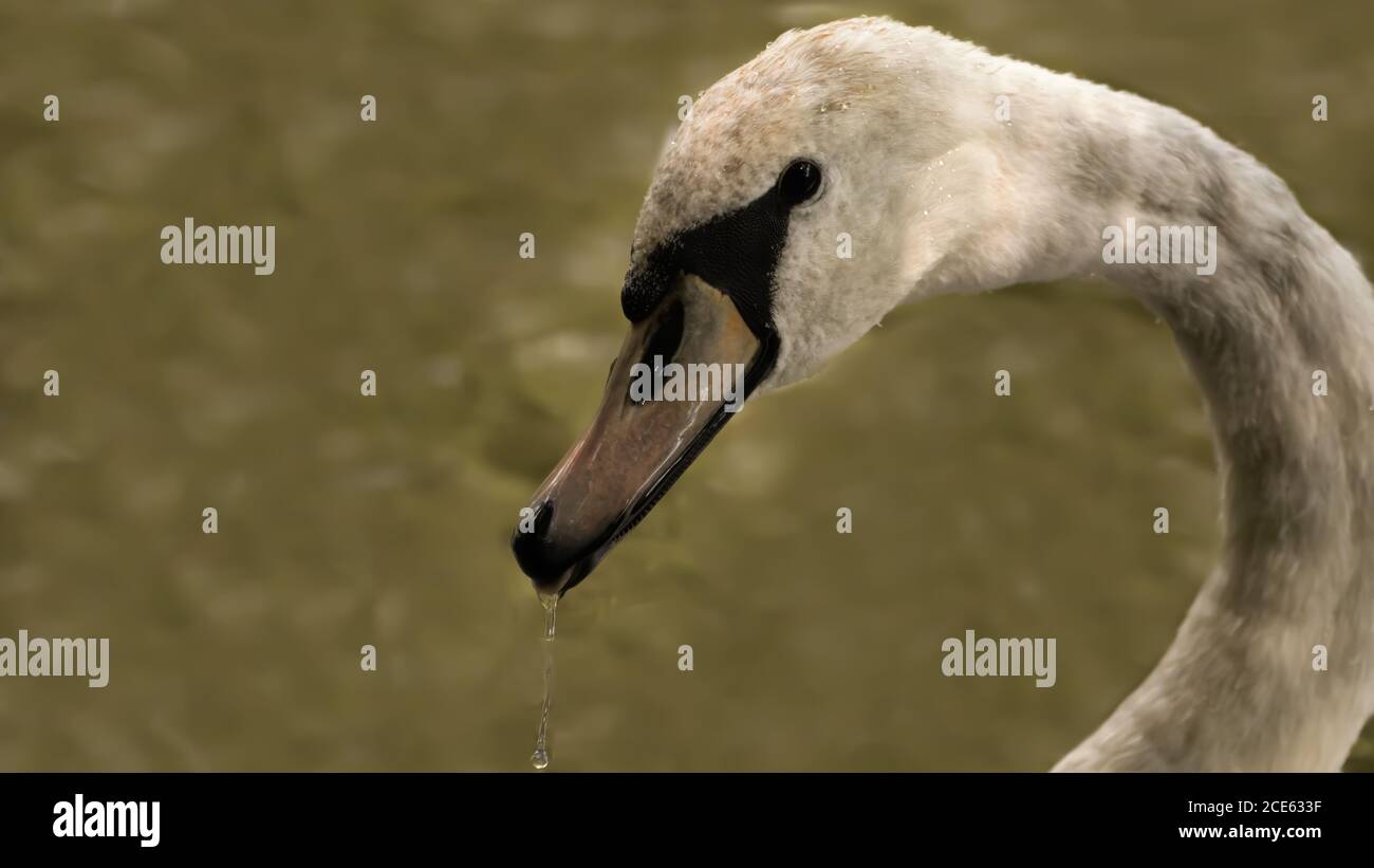 Tier, cygnus, teich, baden, Feather, schön, liebe, schönheit, Fluss, baden Stockfoto