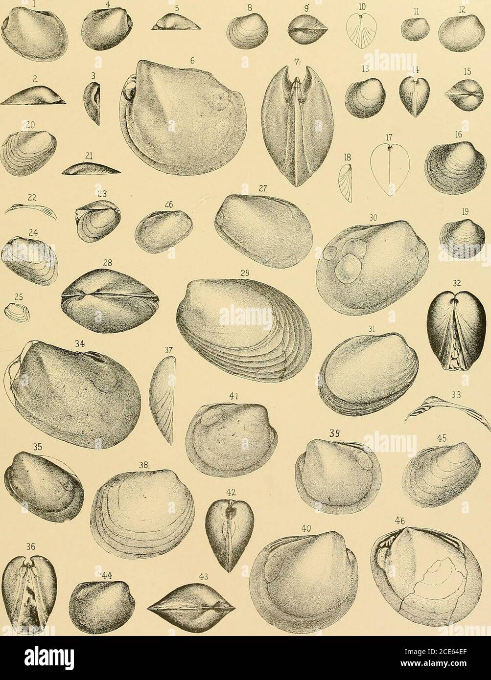 . Die Geologie von Minnesota . ota. Abb. 35 und 36. Cyrtodonta obliqua Meek und Worthen 540 die linke Seite und eine Vorderansicht der ursprünglichen Art dieser Art. Illinois State Museum. Galena Kalkstein, Scales Mound, Illinois. Abb. 37 bis 40. Cyrtodonta GLABELLA Ulrich 543 37 und 38. Zwei Ansichten des ursprünglichen Typs der Art. Mittleres Drittel der Trenton Shales, Minneapolis, Minnesota.39 und 40. Zwei scharf definierte Innenabgüsse gegenüberliegender Ventile, die leichte Variationsabweichungen im Umriss zeigen. Trenton Kalkstein, Beloit, Wisconsin. Abb. 41 bis 44. Cyrtodonta persimilis, n. sp 544 41 bis 43. Drei vi Stockfoto