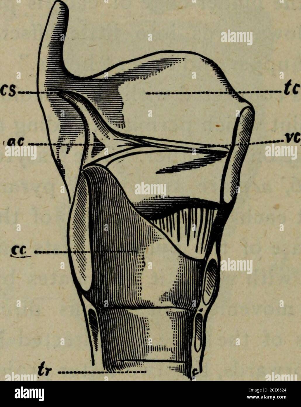 . Die Hygiene der Stimmorgane: Ein praktisches Handbuch für Sänger und Sprecher. Die beiden letztgenannten Projektionen sind von besonderer Bedeutung. Der anteriore Prozess oder sporis mit der hinderlichen Extremität der Vokalkordel verbunden, und wird daher der vokale Prozess genannt, während der äußere Winkel bildet den Hebel-Arm, durch die Hilfe von denen die meisten der muskulären Bewegungen gehören zum Kehlkopf selbst durchgeführt werden. Am Sum-mit des Arytenoidknorpels ist ein kleines rundlicher Knorpel angebracht, der nach seinem Entdecker capitulum Santorini (Abb. 16, CS und weiter nach außen in der Falte des mu-cous memb Stockfoto