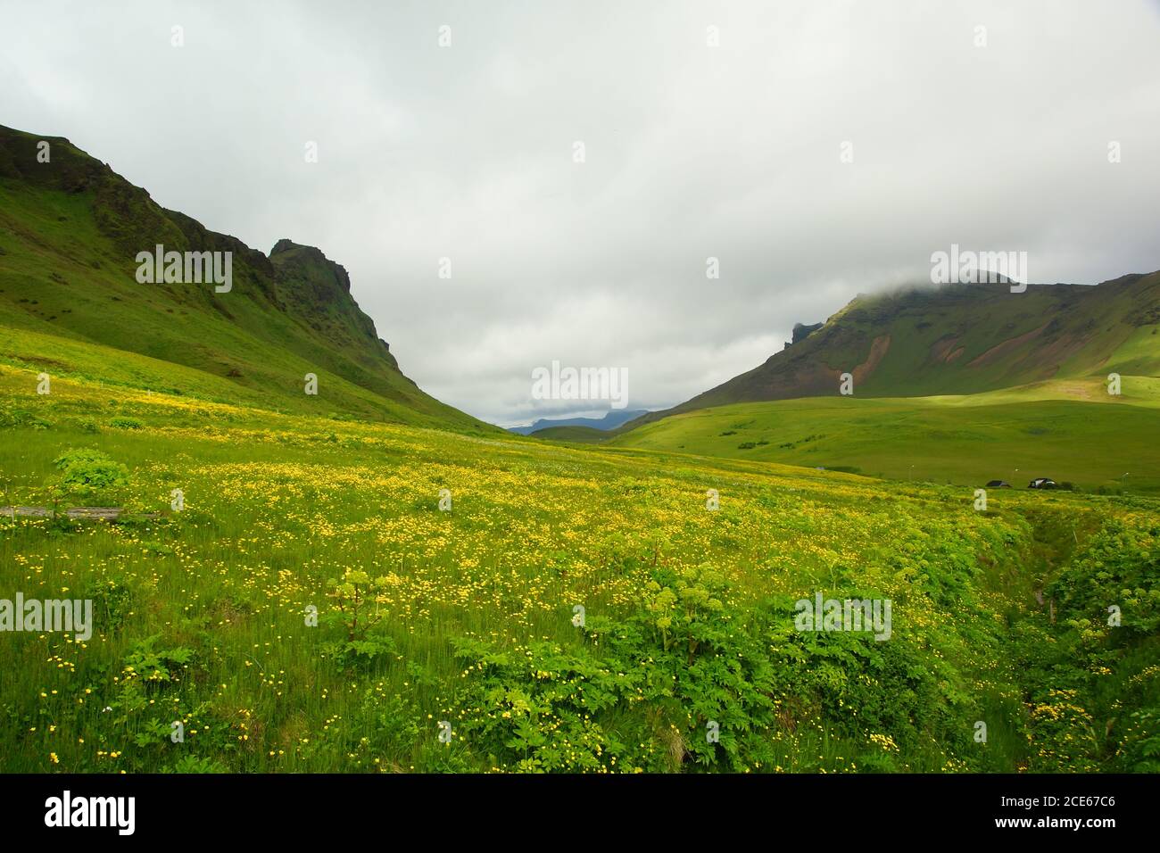 Sommer Sonnentag und ein Spaziergang auf der Wiese mit Blumen in der Umgebung der kleinen Stadt Vik Stockfoto