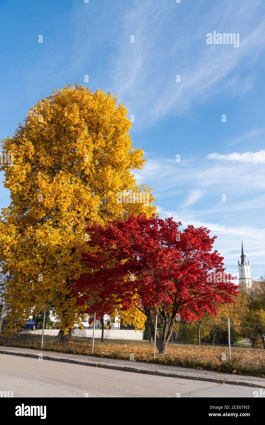 Ahornbäume mit verschiedenen Farben und einem schönen Panorama Stockfoto