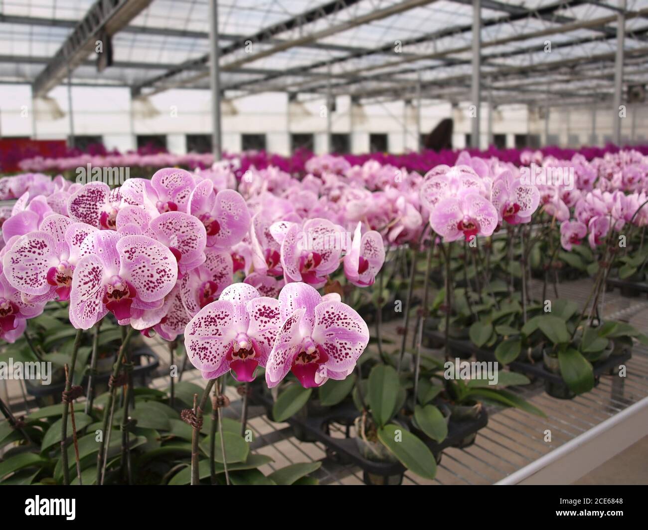 Große Orchidee Nursery Stockfoto