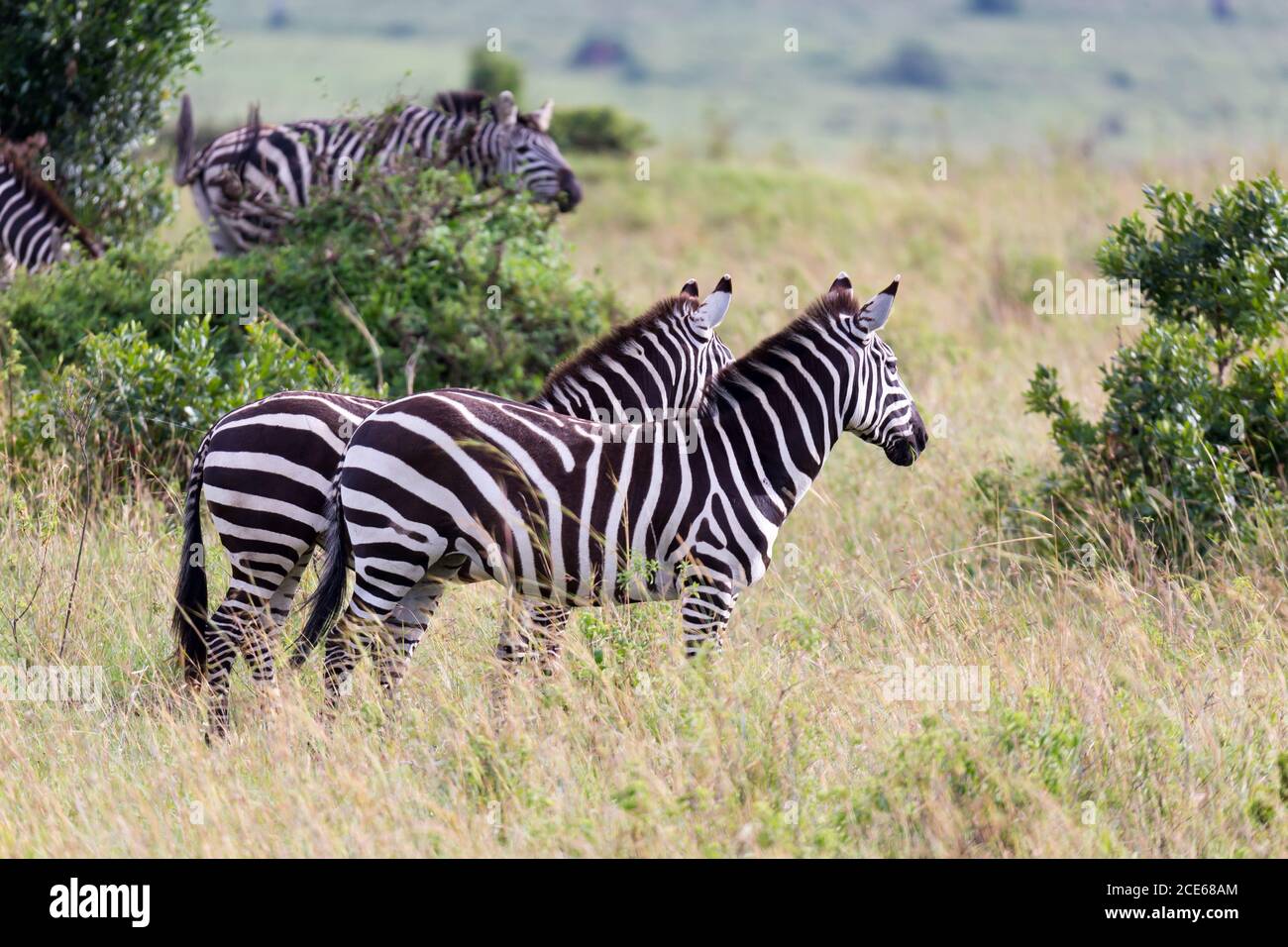 Eine Zebrafamilie grast in der Savanne in unmittelbarer Nähe Für andere Tiere Stockfoto