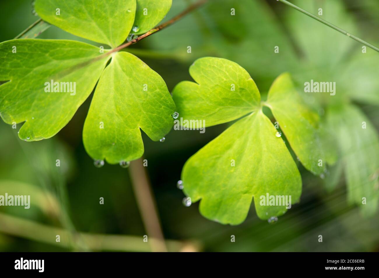 Nahaufnahme von Klee mit Wassertropfen im Wald. Stockfoto