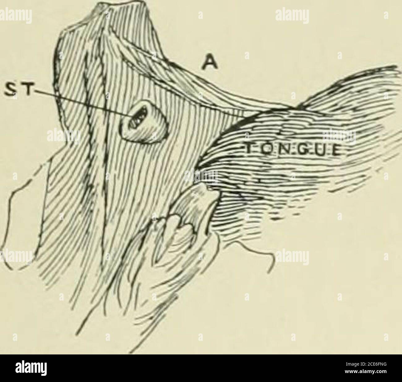 . Journal of Anatomy . yer von lymphoiden Gewebe, die die gesamte Fossa, thatfrom ein junger Erwachsener zeigt eine beträchtliche Dicke (Platte III. Fig. 2), während bei älteren Probanden eine Tendenz zur lymphoiden Gewebetatrophie in dieser Region zu erkennen ist (Abb. III. Abb. 3 und 4). In jedem Fall gibt es gefunden Krypten, die in die Fossa, und das gesamte lymphoide Gewebe, einschließlich tliat der Fossa, ist ivitJmi die Kapsel, so zeigt, dass die so genannte supratonsillar Fossa ist nicht nur ein embryonaler Rest apartfrom der Tonsil, sondern ist ein integraler Bestandteil davon (Platte III. Fig. L 175, S. 5) Auf d Stockfoto