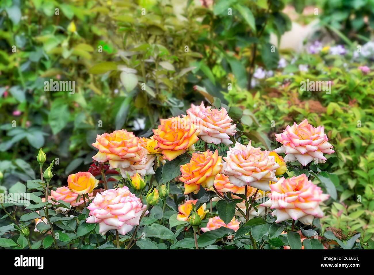Wunderschöne rosa-gelbe Rosenblüten auf verschwommenem Hintergrund des Sommergartens. Leerzeichen für Text. Blumenzucht, Gartenbau, Anbau von Blumen oder Landschaftsbau Stockfoto