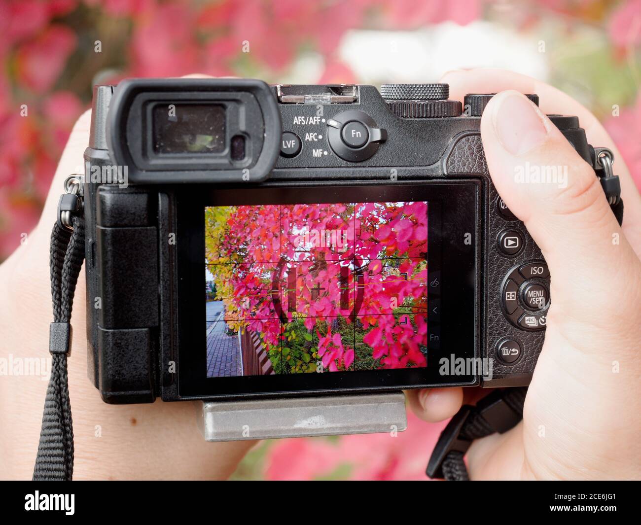 Das Display der Fotokamera zeigt rot üppiges Laub im Garten Stockfoto