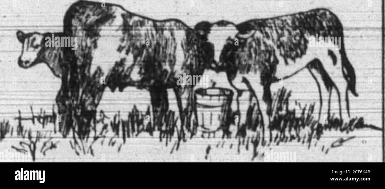 . Boone County Recorder . Gut geformtes Jersey. Stammt von der Milchkuh mit geringer Tiefe in der Region der schultersthan in der Region der Fass andudder. Je mehr die Kanten markiert sind, desto näher passt sich das Tier dem Milchtyp an. Der Wegweiser, und er fragte mich, was ich tun würde, und ich sagte, ich würde spazieren gehen. Und er sagte, ganz natürlich, dachte ich, darf ich auch kommen? Ich verneigte mich. Dann sagte er nichts, bis wir zum Dyers Pond kamen, und dann sagte er: Darf ich mit dir durch das leben gehen? Ich sagte: Ja. Das war alles. Hegave mir den Ring^es WAB in seiner Tasche-et. Diamanten nl Saphire, klein, aber groß Stockfoto