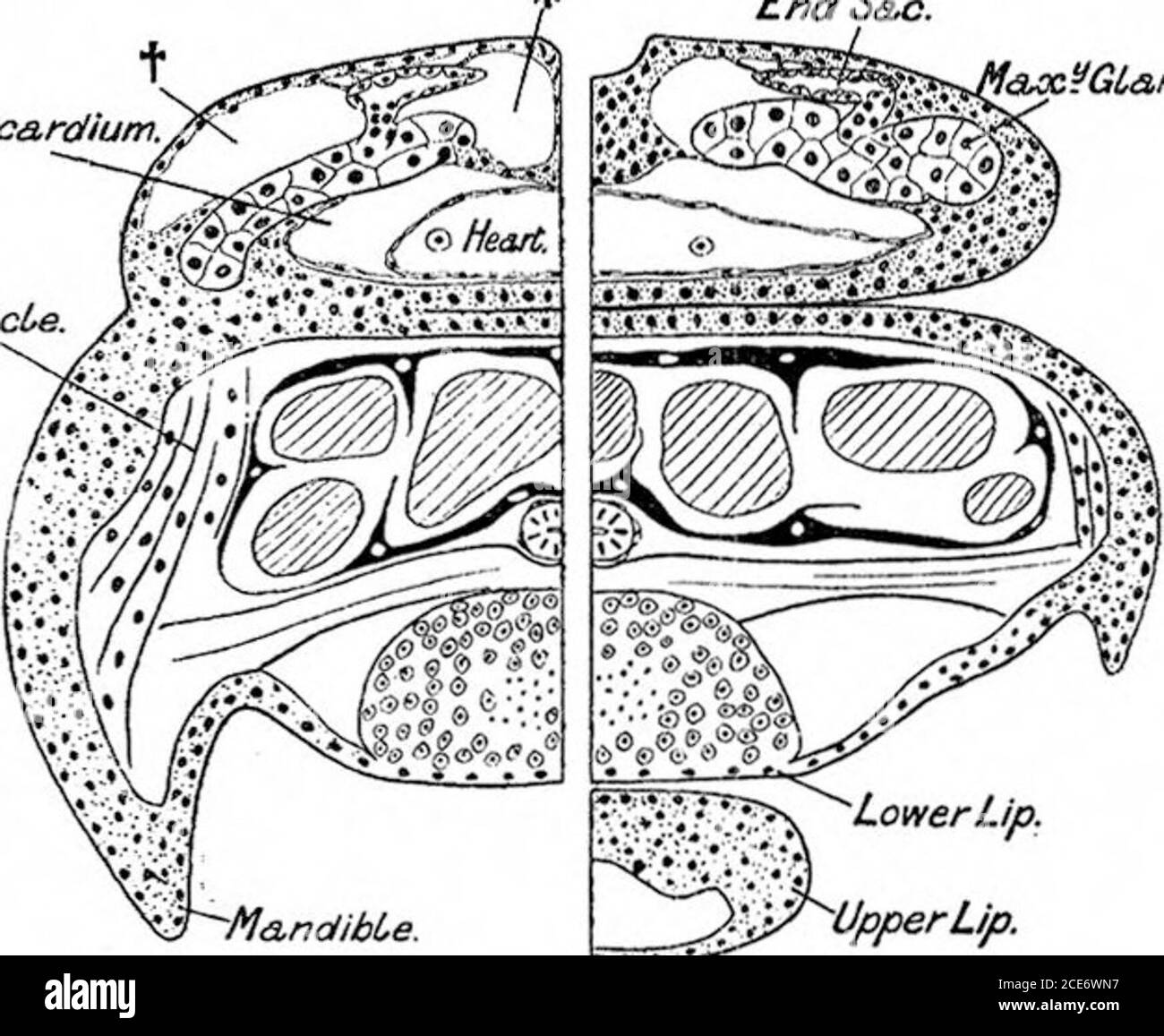 . Eine vorläufige Rechnung über die Entwicklung des Freischwimmenden Nauplius von Leptodora hyalina (Lillj.) . .Mesodernd&sq--Band. B. 5S i. 4. – A. Längsschnitt durch die dorso-lafceml Schwellung; es i&gt; in einiger Entfernung von der mittleren dorsalen Linie (siehe Abb. 2).B, ähnlicher Abschnitt, der bis zur Mittellinie der Dorsale elose genommen wird. Ende S&,. Obere Lippe B. A. i. 5. – A. Schräg quer durch die dorso-laterale Schwellung des Nmetananplius. Die Oberkieferdrüse lias werden scharf vom imbeddiug octoderm unterschieden. B. ähnlicher Schnitt durch einen älteren Metanauplius; der Raum markiert Stockfoto