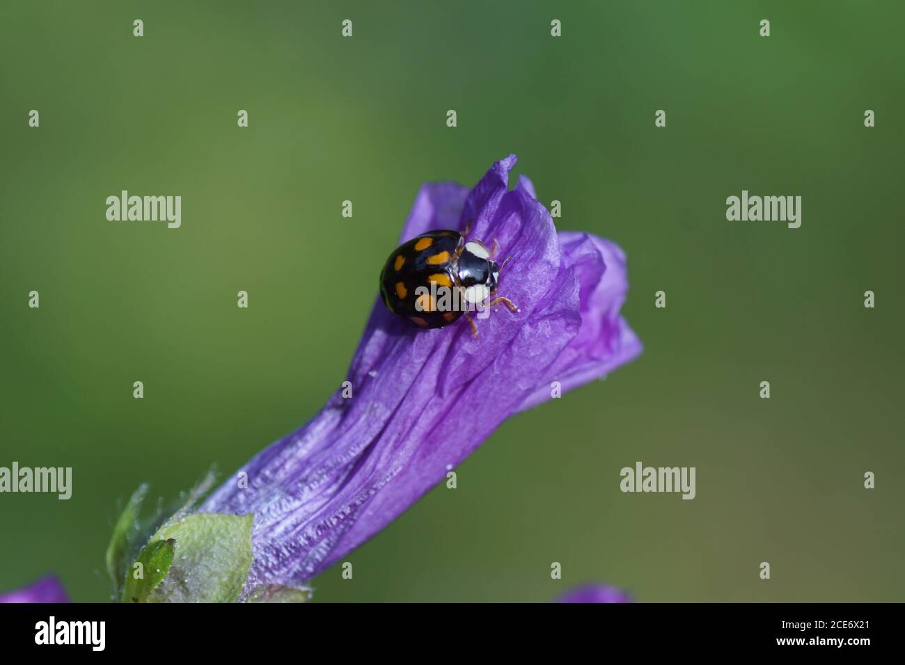 Harlekin Marienkäfer (Harmonia axyridis f. axyridis) auf den Blüten der gemeinen Malve (Malva sylvestris). Familie Coccinellidae. Niederlande, Juni Stockfoto