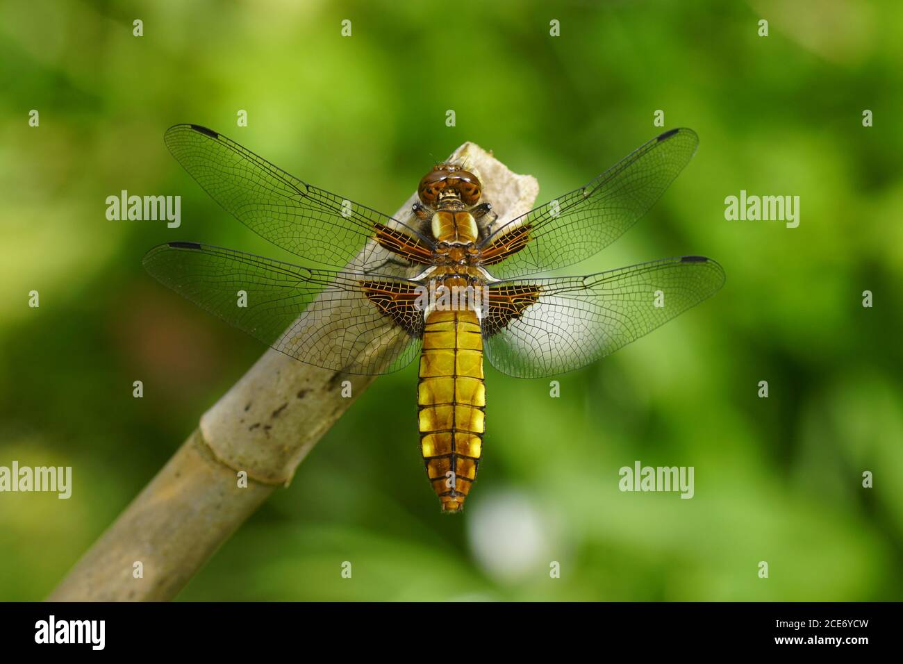 Weibliche Libellula depressa, der breitkörperige Züchter oder breitkörperige Darter der Familie Libellulidae. Niederlande, April Stockfoto