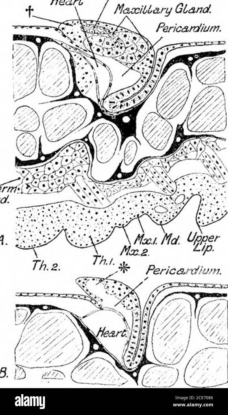 . Eine vorläufige Rechnung über die Entwicklung des Freischwimmenden Nauplius von Leptodora hyalina (Lillj.) . MUSCCE B. A. 3?IG. 3. – A. CI-oss-Ausschnitt eines jungen Nauplius direkt hinter dem Rudiment von 2ndmaxilla. Der Austrittskanal der Oberkieferdrüse kann er in die dorso-laterale Schwellung übergehen sehen. B. Querschnitt eines etwas älteren Nauplius; er ist ein wenig posterior nach A.Differenzierung von encl-sae und ein Teil des Drüsenröhrchens ist in der dorso-lateralen Schwellung zu sehen. MaaziLLary GlandPerikard.. .Mesodernd&sq--Band. B. 5S i. 4. – A. Längsschnitt durch die dorso-lafceml swe Stockfoto