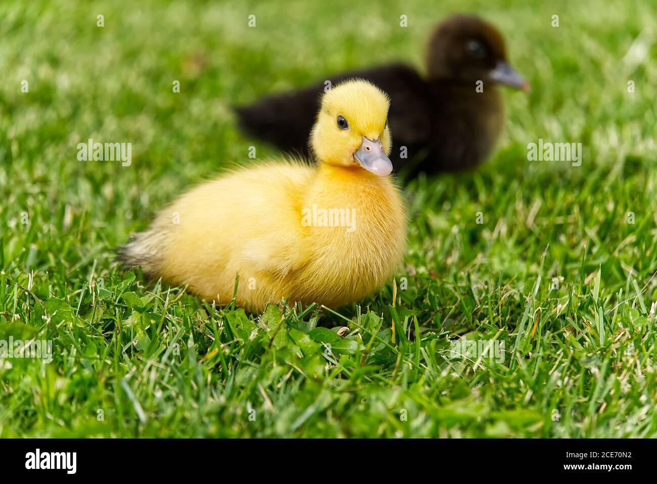 Kleine neugeborene Enten gehen auf dem Hinterhof auf grünem Gras. Gelb niedlichen Enten laufen auf Wiese Feld an sonnigen Tag. Stockfoto