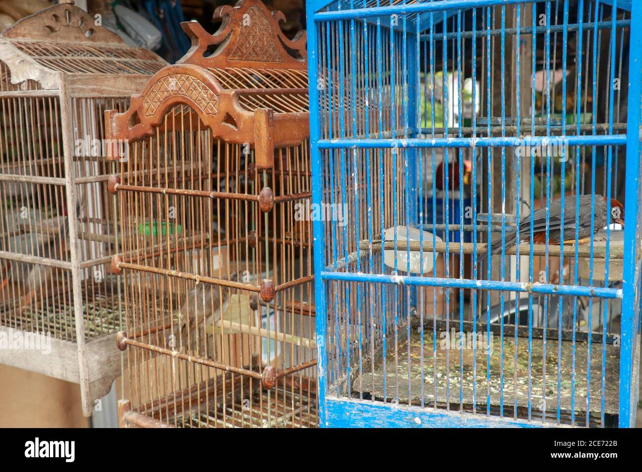 Vogelkäfige zum Verkauf auf dem Markt, Bali, Indonesien Stockfoto