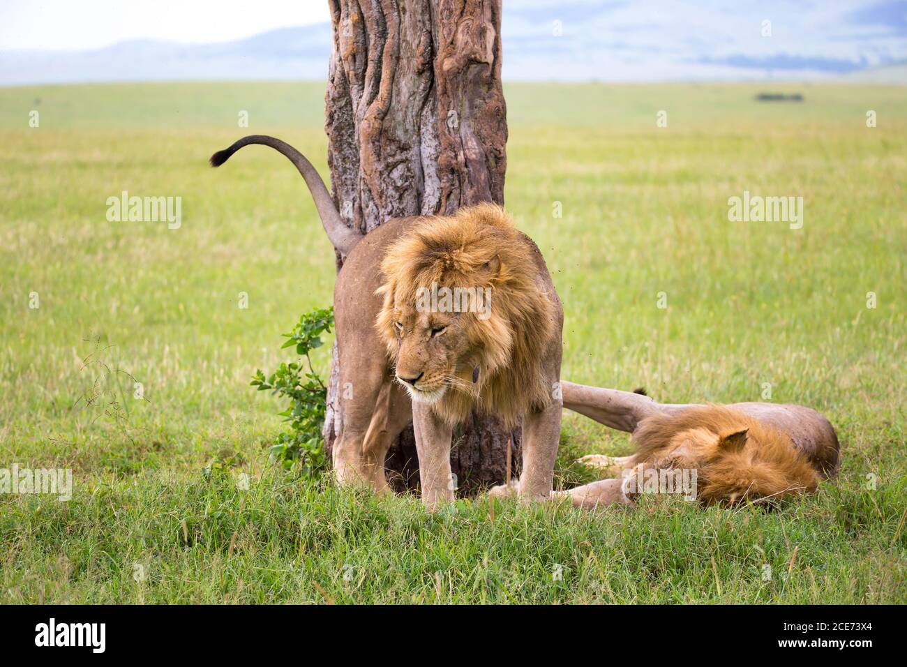 Zwei große Löwen zeigen sich gegenseitig ihre Emotionen Die Savanne