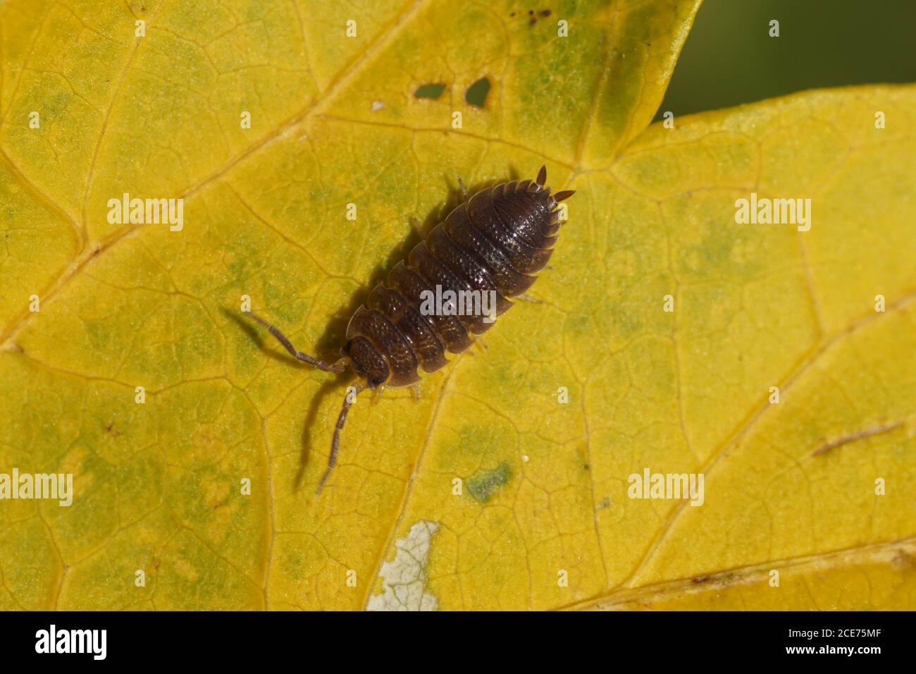 Ein raues Waldhaus (Porcellio scaber), Familie Porcellionidae auf einem gelben Blatt in einem niederländischen Garten. Niederlande, Oktober Stockfoto